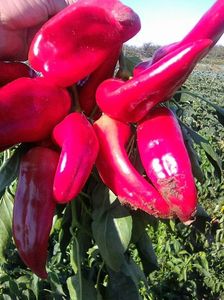 Photo0079