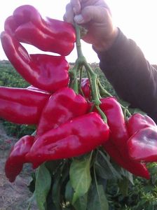 Photo0081