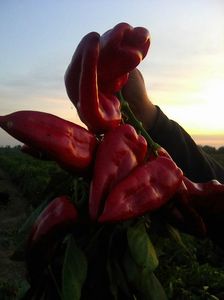 Photo0082