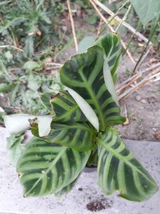 Calathea zebrina; Calathea zebrina
