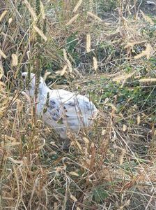 received_526516238085092