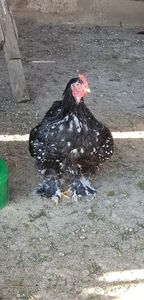 received_366903440862652