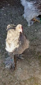 received_2942175122463771