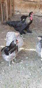 received_2517200331898934