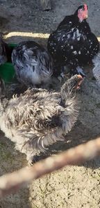 received_1109307169267506