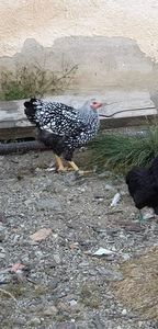 received_2408739919369575