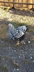 received_2483108371805216