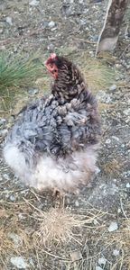 received_369586980589427