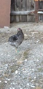 received_525720364668193