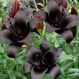 Lilium 'Nightrider'