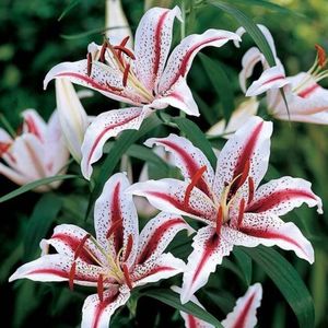 Oriental Lily Dizzy