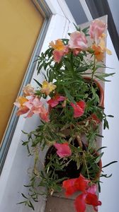 Gura leului 2; 27.09.2019
