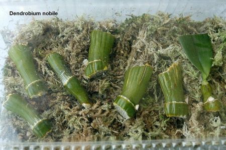 28.09.19; Nodurile Phalaenopsis au cedat, celelalte sunt inca verzi.
