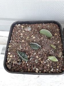 Adromischus si echeveria; Frunze căzute puse la înrădăcinat
