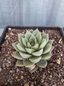 Echeveria sp