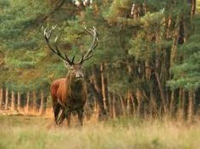 ROCK CLUB BORSA MARAMURES