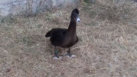 Negru