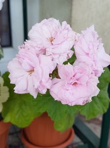 Millfield rose