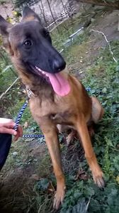 28.09.2019 Ciobănesc belgian Malinois