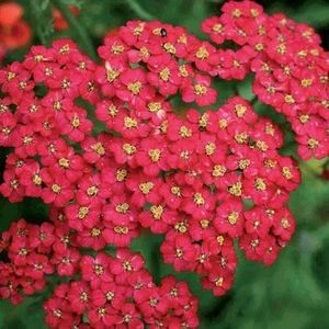 coada-soricelului-rosie-achillea-cherry-queen-_2569_2_1493466865