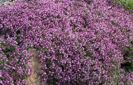 cimbrisor-thymus-serpyllum_2860_1_1524746097