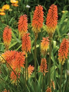 knifolia-kniphofia-uvaria-flamenco_2871_1_1528274262