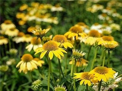 echinaceea-galbena-echinacea-mellow-yellows_3020_2_1559284300