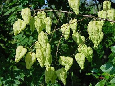otetar-galben-koelreuteria-paniculata_2331_3_1490271555