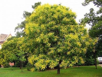 otetar-galben-koelreuteria-paniculata_2331_2_1490271555