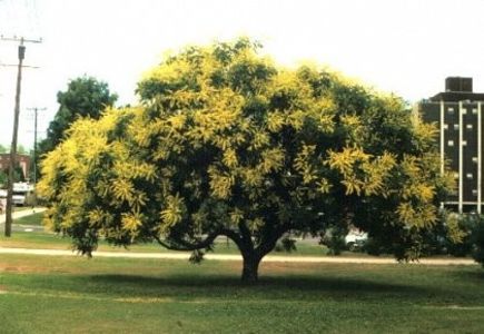 otetar-galben-koelreuteria-paniculata_2331_1_1490271555