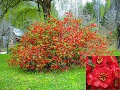 gutui-japonez-chaenomeles-japonica_2283_1_1490271539