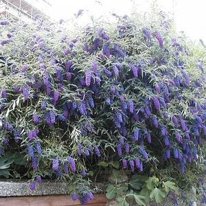 liliac-de-vara-albastru-buddleja-dav-empire-blue_2428_2_1490271584