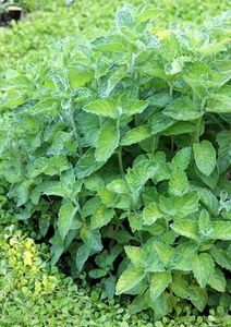 menta-ananas-mentha-pineapple-mint_2575_2_1493466221