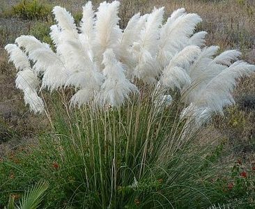 iarba-de-pampas-alba-cortaderia-s-white-plume_2521_1_1490271622