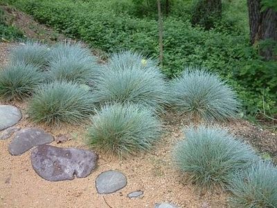 iarba-albastra-festuca-glauca-cinerea_2303_1_1490271547