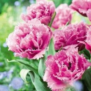 lalele-matchpoint-tulips-matchpoint_2876_2_1533382604; 5
