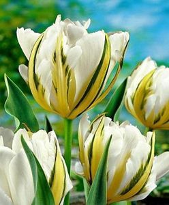 lalele---exotic-emperor_2743_1_1501143844; 6

