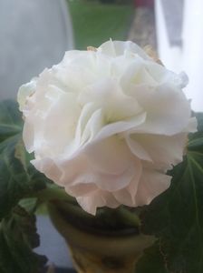 Begonia