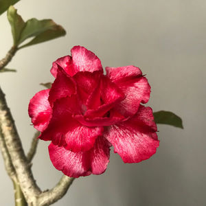 Adenium Red Sugar