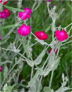 Coronita-Lychnis-coronaria_2