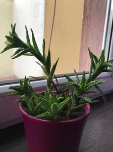 Haworthia Squarrosa