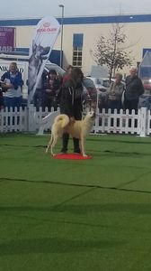 Akita Inu; Ina Akita INU la Dog Fest Royal Canin.05.10.2019
