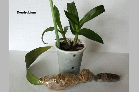 08.10.19; Evolutia la celelalte noduri (Dendrobium nobile) m-a incurajat.
