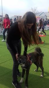 Dog Fest Royal Canin HORNBACH; Cu Shiro Akita Inu .05.10.2019.
