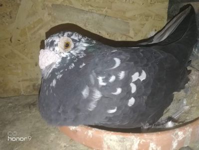 received_1729910020508475