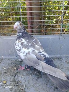 received_941716096190694
