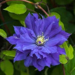Clematis Copernic