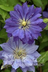 clematis-copernicus-24