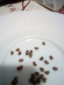 2 semintele asezate pe servetel ud; - in prealabil o baie scurta de 1 minut in dilutie de Incit 1 -(Radix-M)
