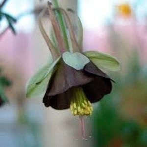 Aquilegia viridiflora 'Chocolate Soldier'